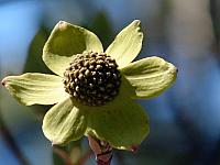 FLORE (23).JPG